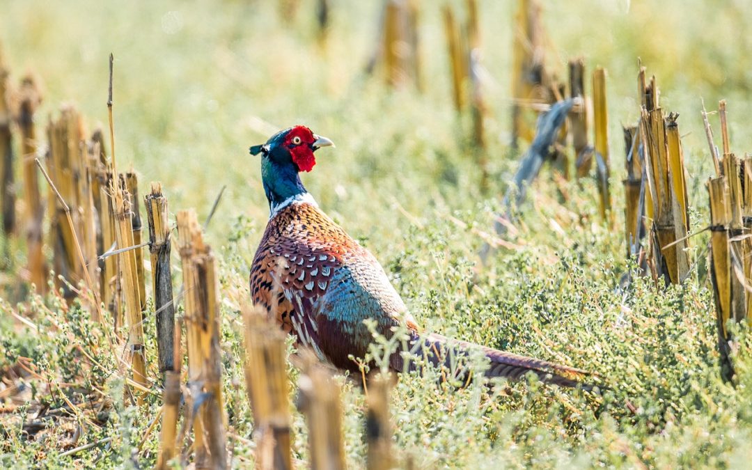 The Joys and Challenges of Small Game Hunting Season: A Comprehensive Guide